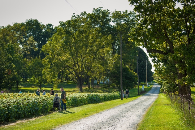 Tecumseh_Sunflowers_9537.jpg