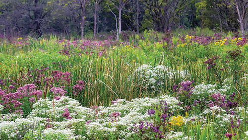 Beaver_Creek_Wetlands-3-web.jpg