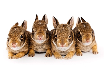Connections-Brukner-Nature-Center---FitzSimmons_Eastern_Cottontails.jpg